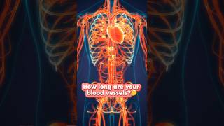 Did You Know The Amazing Length of Your Blood Vessels Health [upl. by Daisy]