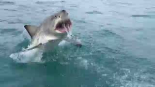 Great White Shark Breaching [upl. by Llenej]