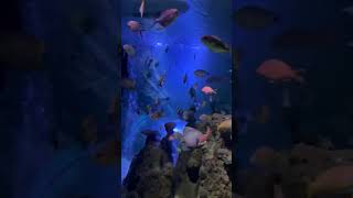 travel belgium blankenberge touraquarium fish sonar [upl. by Lovering]