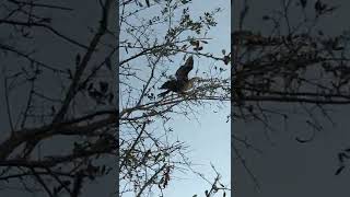 🌿 Anhinga snakebird happy honking sounds birdsounds [upl. by Earla443]