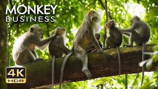 4K HDR Monkey Business  Life of Monkeys  Animal Documentary  Fun amp Relaxing Music Video  No Talk [upl. by Widera]