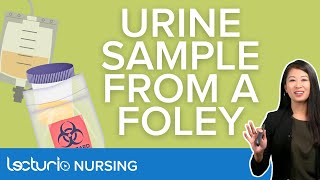 Urine Specimen Collection from an Indwelling Foley Catheter  Lecturio Nursing Clinical Skills [upl. by Celle]