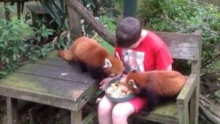 Mogo zoo red panda experience [upl. by Trudnak427]