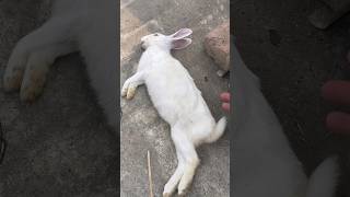 Ya achanak kya ho gaya😟😰 viralvideo foryou rabbits 1000subscriber fyp [upl. by Stoeber]