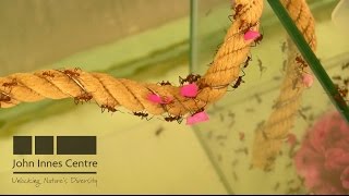 Entomology at the John Innes Centre Leafcutter ants slugs and quarantine [upl. by Nerra]