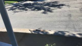 Pin Tailed WhydahCalifornia Laguna Niguel [upl. by Valtin]