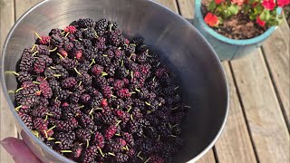 How to Harvest Mulberries FAST [upl. by Bebe]