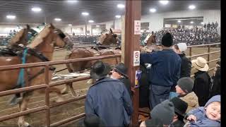 2021 Gordyville Draft horse sale Belgian 6 horse hitch Willow Creek Belgians [upl. by Anirtek894]