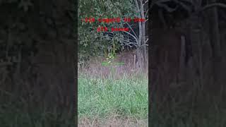 350legend Vs whitetail doe at 75 yards deerhunting hunting whitetaildeer huntingseason [upl. by Eiddal]