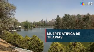 Reportan atípica muerte de tilapias en el Lago de Chapultepec [upl. by Deana]