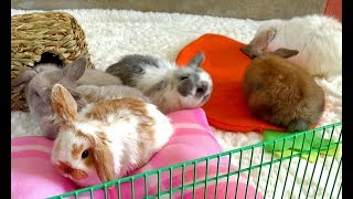 Bunny Update  5 12 Week Old Holland Lop Babies [upl. by Thenna257]