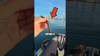 NED Rig Senko In Saltwater fishingvideo fish [upl. by Yracaz]