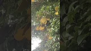 Nature Kor Koh Tree Fruit subscribe explorethebeautyofnature viralvideo nature [upl. by Blum]