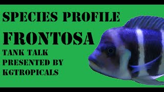 Species Profile Cyphotilapia Frontosa Tank Talk Presented by KGTropicals [upl. by Sokram530]