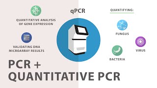 3 Polymerase Chain Reaction PCR  Quantitative PCR qPCR [upl. by Risa]