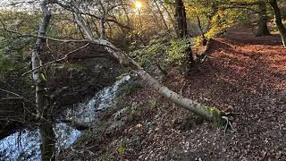 Nationalpark Reichswald [upl. by Nador]