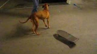 Rhodesian Ridgeback Tyra on a skateboard [upl. by Seafowl898]