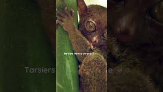 What is the interesting fact about Tarsier [upl. by Anailuy]