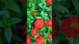 Zinnia zinnia flower flowers [upl. by Llenrahs256]