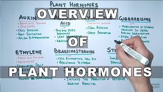 Plant Hormones  Types and Functions [upl. by Alica]