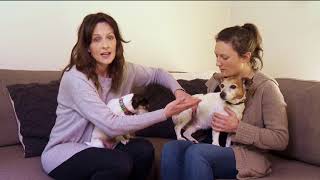 Dogs with Cruciate Ligament Injuries  Symptoms and Expert Treatment  S3 Ep1  Pooches at Play [upl. by Trebuh784]