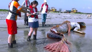 SEREIAS REAIS CAPTURADAS POR CÂMERAS QUE IMPRESSIONARAM O PLANETA INTEIRO  DOCUMENTÁRIO DUBLADO [upl. by Remled]