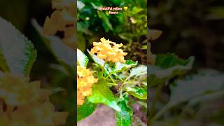 Beautiful yellow Lantana flower plant floweringplant naturelover youtubeshorts 🌻 🌱 [upl. by Simonsen172]