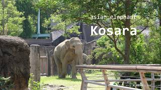 【japanese zoo】asian elephant quotKosaraquot／Higashiyama Zoo and Botanical Garden／20240713①／4K [upl. by Bergerac]