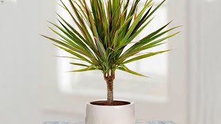 How to propagate DRACAENA MARGINATA from cuttings  DRAGON TREE care [upl. by Al]