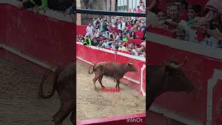 Arriazu bull toros torobravo [upl. by Armilda]