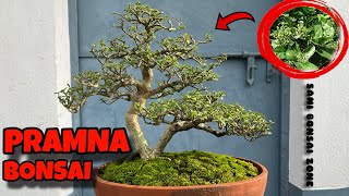 PRAMNA BONSAI  BONSAI TREE  SANI BONSAI ZONE gardening [upl. by Burck]