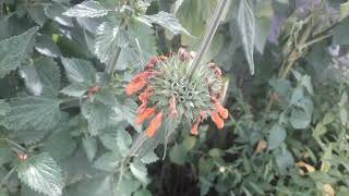 leonotis nepetifolia flowers [upl. by Emyaj451]