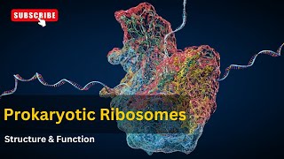 Ribosomes structure and functions EXPLAINED  cell biology  Biology [upl. by Aerb338]