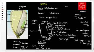 primary six p6 science notes under seeds  seed germinations [upl. by Arehs739]