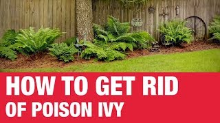 How To Get Rid of Poison Ivy  Ace Hardware [upl. by Codel446]