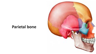 Parietal bone Prof Dr Md Ashfaqur Rahman [upl. by Nivrag794]