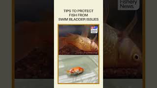 How To Cure Swim Bladder disease in fish  Fishery News [upl. by Adlesirg]