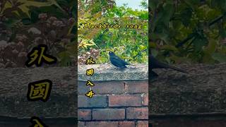 八哥鳥唱歌（英國）Blackbirds song（UK [upl. by Ynaffi]