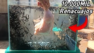 10000 MIL Renacuajos VS Una Pata de Pollo😱 [upl. by Brunella]