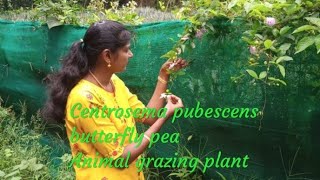 Centrosema pubescens Butterfly pea Animal grazing plant [upl. by Refitsirhc]