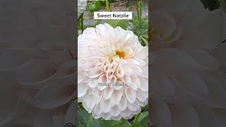 Sneak Peek Discover the Best Dahlia for You  Turbow Farms [upl. by Blinnie]