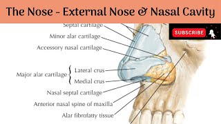 External Nose amp Nasal Cavity  Boundaries  Blood supply amp Nerve Supply Anatomy mbbs education [upl. by Bernarr]