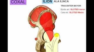 OSTEOLOGIA DE MIEMBRO INFERIOR 1 [upl. by Maher]