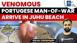 Blue Bottle Jellyfish Back on Mumbai’s Juhu Beach  Avoid Contact with Portuguese Manofwar [upl. by Idnic683]