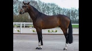 Elantic  Oldenburg Stallion up for stud [upl. by Kloman]