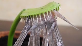 Eating a HERRING with Charlie the Venus Flytrap [upl. by Joaquin362]