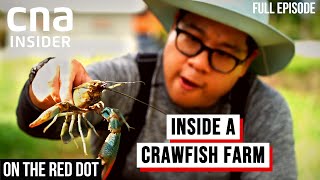 HiTech Crawfish Farm How I Grow The Best Crawfish  On The Red Dot  Full Episode [upl. by Qooraf713]