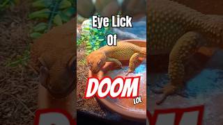 Eye Like of DOOM  When The Mist Sprayer Kicks In leopardgecko funnyanimal lieutenantpancake [upl. by Jonette]