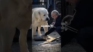 TRANSFORMAÇÕES💀ALABAI AKITA AMERICANO DOGO ARGENTINO PITBULL alabaipitbulldogoargentinoakita [upl. by Nulubez]