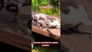 German shorthaired pointer puppies pointerpuppy gsp pointer puppies [upl. by Lucho562]